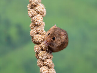 Harvest Mouse Feeding on a Nibble Stick