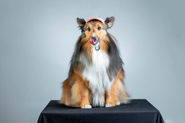 Stylish Sheltie Model: Cap-Wearing Dog Poses in Studio