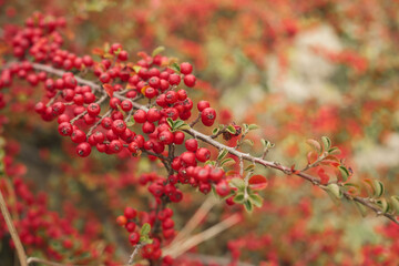 Fototapeta na wymiar Red berries on a bush branch, selective focus, idea for background or postcard with autumn mood, admiration of autumn nature and vacation travel. Changing seasons in the forest