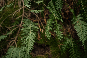 fern leaves on a rock overgrown with moss, selective focus, idea for a background or postcard with an autumn mood, admiration of autumn nature and travel, change of seasons in the forest