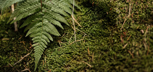 Young fern on a background of moss, selective focus with free space for background or advertising of natural products or cosmetics, admiration of autumn nature and travel, change of seasons in forest