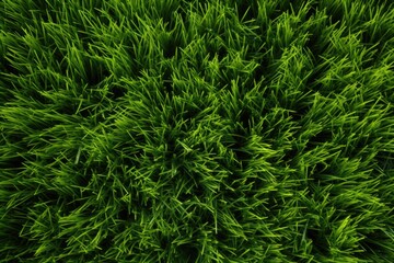 green grass background