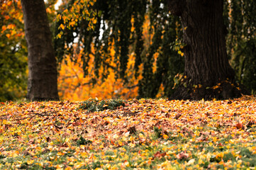 Gelb gefärbtes Herbstlaub und Bäume