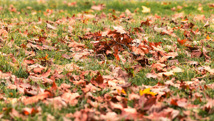 Herbstlaub euf einer Wiese