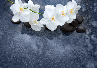 White orchid flower on a gray background, space for a text .