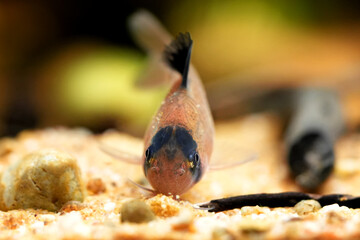 Corydoras panda, tropical panda catfish species of the family Callichthyidae tank catfish, aquarium bottom feeder fish photo