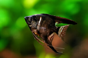 Pterophyllum scalare, angelfish black scalar freshwater aquatic animal realistic photo. Aquarium...