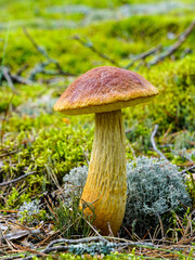Edible mushroom Bolete fungus Aureoboletus projectellus growing in the forest