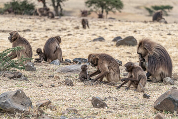 Family group of endemic animal Gelada, (Theropithecus gelada), in Ethiopian natural habitat Simien Mountains, Africa Ethiopia wildlife