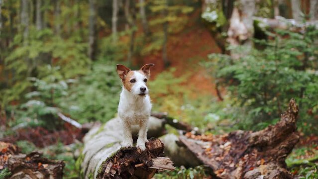 Dog in Forest, Jack Russell Terrier amidst the fall foliage in a tranquil forest, evoking feelings of adventure and nature exploration