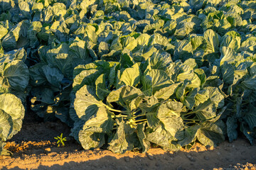 Coachella Valley farm growing cabbages