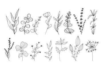 Botanical set. Linear doodle style. Isolated background. Minimalistic plant branches, wide, narrow leaves. Cute flowering plants. For postcards, prints.