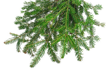 Fir branches isolated on transparent without shadow. PNG