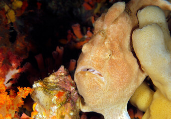 Close-up of a Giant Frogfish (Antennarius Commerson). Misool, Raja Ampat, Indonesia