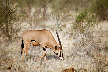 East African Oryx (Oryx beisa, aka Beisa) Grazing. Tsavo East, Kenya