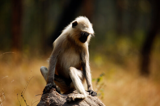 Gray Langur Sitting on Stone, in the Afternoon Sun. Pench National Park, Madya Pradesh, India