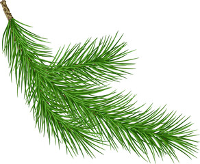 Spruce branch.green tree branch. Coniferous evergreen branch, close-up . Christmas decor.transparent, png, illustration