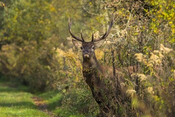 Deer male emerging from the bushes - obrazy, fototapety, plakaty