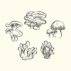 Oyster mushroom hand drawn vector illustration. Vector food drawing isolated on white background. Organic vegetarian product. Great for menu, label, product packaging, recipe. Common edible mushroom