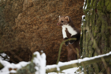 Beautiful cute forest animal. Beech marten, Martes foina, in witer forest. Small predator  in...