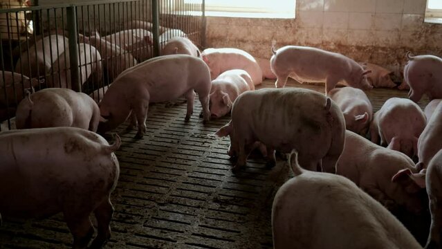 Modern agricultural pig farm. Pig Farm. Huge pig on a farm.