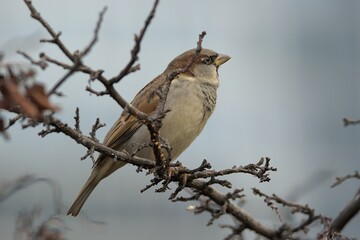 Hourse sparrow sitting on the branch - obrazy, fototapety, plakaty