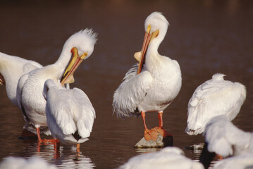 American White Pelican, Pelecanus Erythrorhynchos,  preening while standing on a rock in a lake, it is reflected in the water, Lake Darling State Park, Washington County, IA