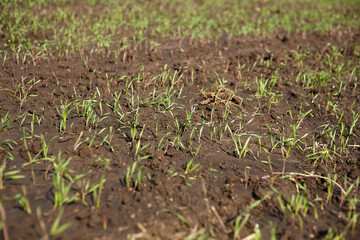 Field of green winter wheat