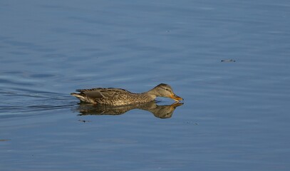 Female mallard on the water