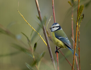 Blue Tit on the branch © Cyryl