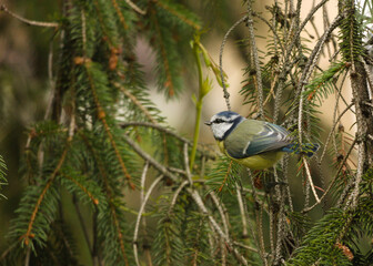 Blue Tit on the branch © Cyryl