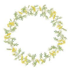 Fototapeta na wymiar Wreath watercolor common tansy. Yellow field flowers. Hand drawn illustration isolated on white background. Botanical medicinal wildflowers clipart. Circle elements for design