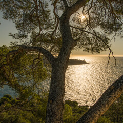 Bel arbre en bord de mer au coucher de soleil