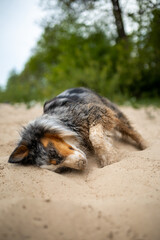 Joyful Expression: Australian Shepherd Dog Delightfully Rolling in Sandy Beach Terrain