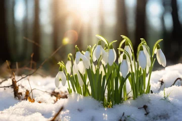 Fotobehang Beautiful white snowdrop flowers blossoming outdoors in snow © Ekaterina Pokrovsky