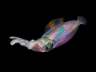 Playful squid at night 