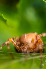 Araneus diadematus European garden spider hiding under a leaf in a garden.