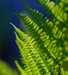 Fototapeta premium fern leaf