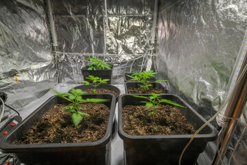 French cookies young variety of marijuana in silver growing box interior