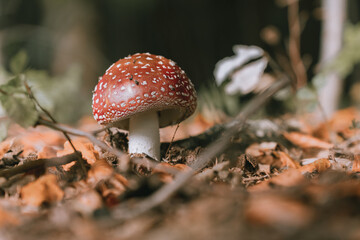 Muchomor w lesie