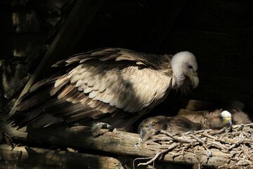 white backed vulture