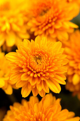 Yellow chrysanthemums. Beautiful autumn flowers.