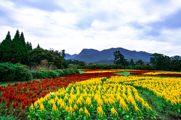久住高原のケイトウ