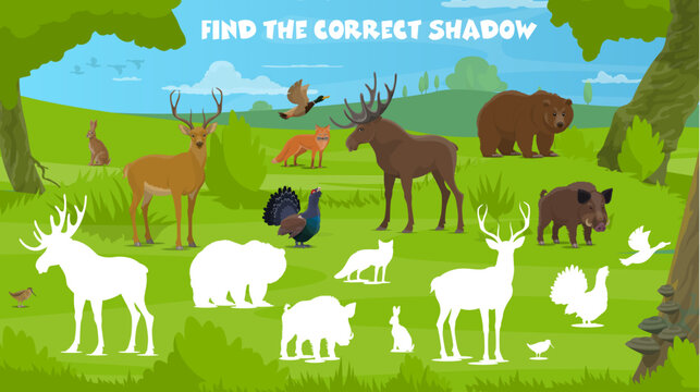 Find correct shadow of forest hunting animals, vector kids quiz worksheet. Wild bear, fox and ducks with grouse, hare and partridge or boar on find and match same silhouette riddle game or puzzle
