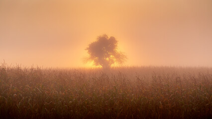 Fototapeta na wymiar The sun rises behind a tree in a maize field and makes the mist glow on an autumn morning
