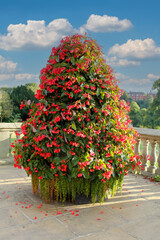 Massive floral display of red begonias planted in a large cone shape outdoors in Shropshire park.