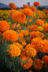 Hermoso campo de flores de cempasúchitl, utilizadas especialmente en altares y ofrendas de Día de...