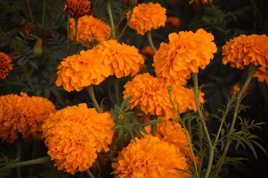 Hermoso campo de flores de cempas&uacute;chitl, utilizadas especialmente en altares y ofrendas de D&iacute;a de Muertos, en M&eacute;xico.