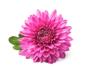 Pink  chrysanthemum flowers isolated on white
- 670724346