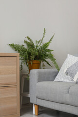 Stylish grey sofa, shelving unit and houseplant near light wall in living room